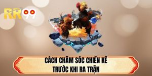 Cách Chăm Sóc Chiến Kê Trước Khi Ra Trận Của Cao Thủ
