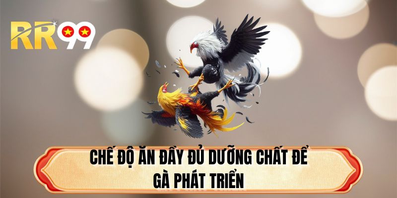Chế độ ăn đầy đủ dưỡng chất để gà phát triển
