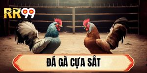 Đá Gà Cựa Sắt RR99 - Đấu Trường Kê Chiến Đỉnh Cao Năm 2026