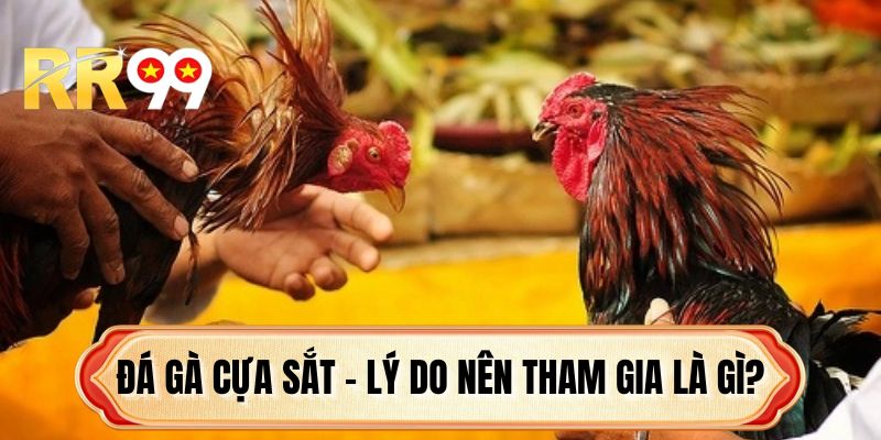 Đá gà cựa sắt - Lý do nên tham gia là gì?