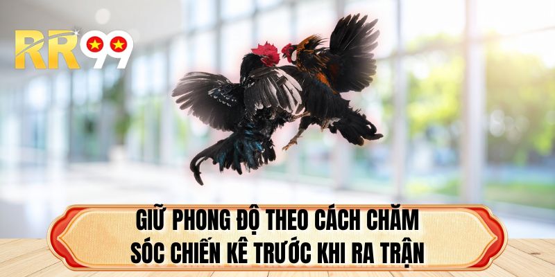 Giữ phong độ theo cách chăm sóc chiến kê trước khi ra trận