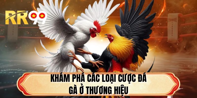Khám phá các loại cược đá gà ở thương hiệu