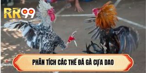 Phân Tích Các Thế Đá Gà Cựa Dao Cực Chuẩn Cho Năm 2026