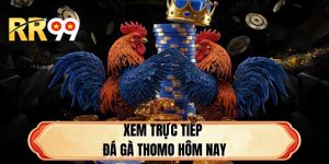Xem Trực Tiếp Đá Gà Thomo Hôm Nay Full Hd Hấp Dẫn 2026