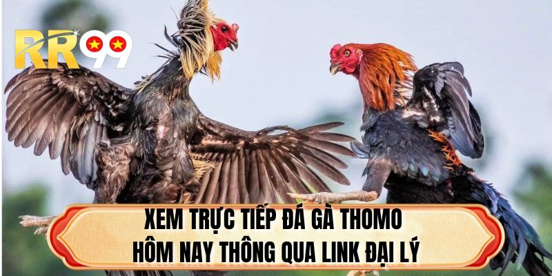 Xem trực tiếp đá gà Thomo hôm nay thông qua link đại lý